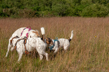 Three dogs playing together in a grassy field in summer, autumn