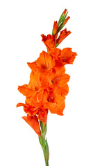 Orange gladiolus flower isolated on white background. Beautiful summer flowers. - obrazy, fototapety, plakaty