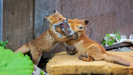 じゃれ合う子狐　キタキツネ