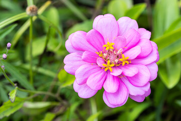 Obraz premium pink zinnia in the garden colorful flowers blooming with blurred green leaves backdrop copy space good to background image