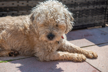 Cute Bichon frise dog laying down outdoors in the sun