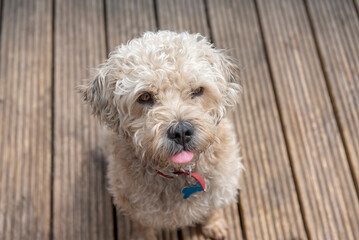 Cute Bichon frise dog with tongue out on wooden decking   