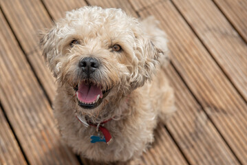 Cute Bichon frise crossbreed dog with open mouth, sitting on wooden decking   