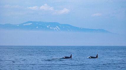 知床岳と野生のシャチ　北海道