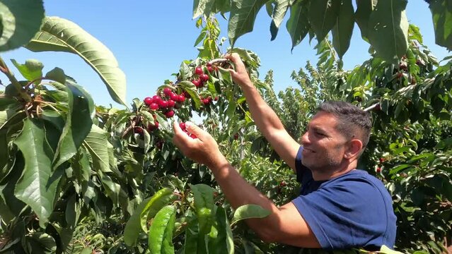 Man carefully picking up red, ripe cherry of branch. Large orchard with cherry trees in Israel. Season of harvesting tasty and healthy fruits rich vitamins.
