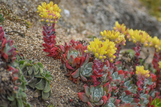 Dudleya Farinosa (Bluff Lettuce), a Coastal Succulent growing wild on the Sonoma Coast