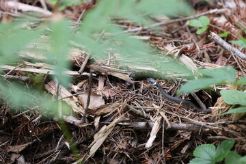Blindschleiche auf Waldboden