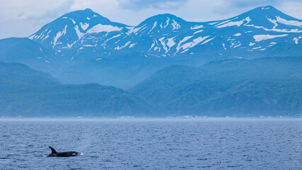 Obraz premium 羅臼 野生のシャチと知床連山 初夏