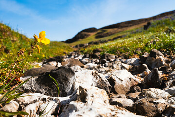 Morning flowers at Table Mountain