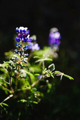 Morning flowers at Table Mountain