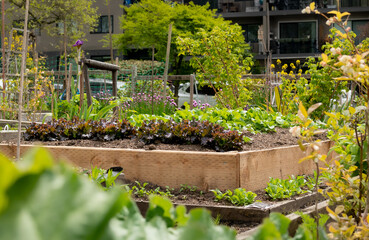 Red lettuce in raised garden bed plot of a community garden in the city. Grow your own vegetables...