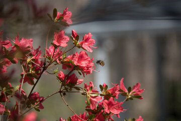 Obraz premium Bee on pink azalea flower