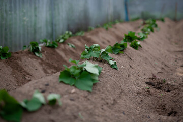 Sweet potato seedling grow in greenhouse prepare for planting on summer