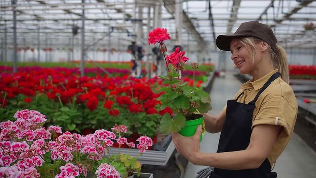 Adult female florist spraying plants in a flowers greenhouse