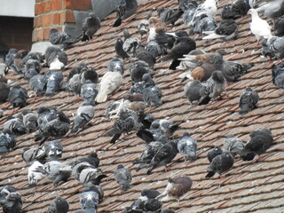 A group of pigeons on a sloping roof