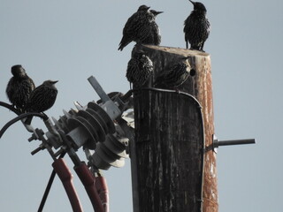 Birds on the old pole and power lines