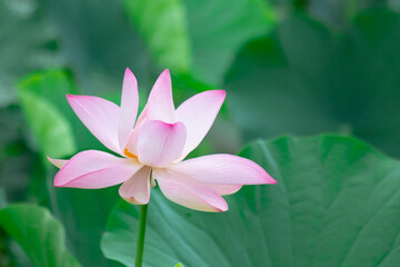 a lotus flower starting to bloom with a lotus leaf background. copy space for environment, greenery, beauty, religion, meditation, yoga and natural.