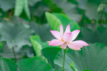 Fototapeta premium lotus flower blooming in the swamp with green lotus leaf background. copy space for environment, greenery, beauty, religion, meditation, yoga and natural.