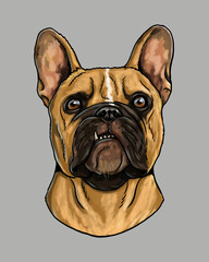 Cute french bulldog drawing. Handmade isolated illustration with the dog.	