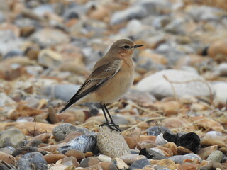 A small brown bird stands on a small stone in a pebble beach