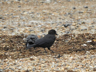 Black crows on a rocky beach are looking for food