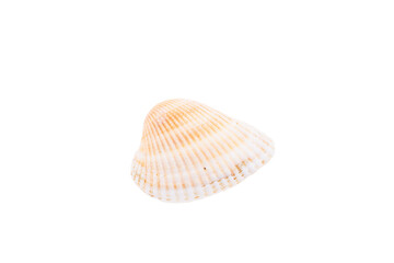 shell isolated on white