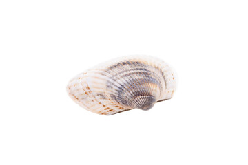 shell isolated on white