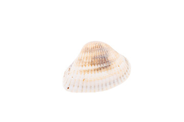 shell isolated on white