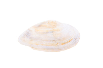 shell isolated on white