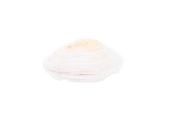 shell isolated on white
