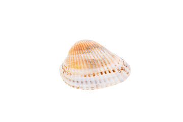 shell isolated on white