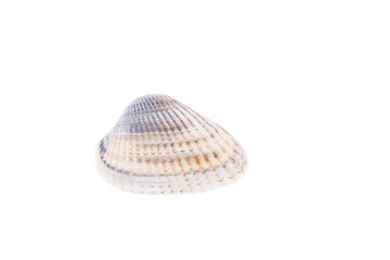 shell isolated on white