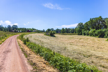 Fototapeta na wymiar Freshly cut hay by a road in the country