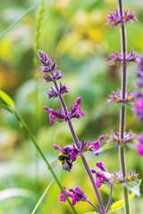 Buff-tailed bumblebee on a Hedge woundwort flower