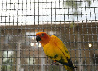 Sun conure bird color RED SUN has a black beak perched on the cage. Sun conure parrots are cute, docile, easy to raise. Beautiful colorful parrot native bird to northeastern South America
