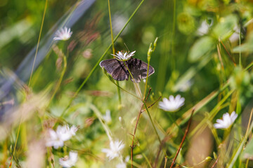 Chimney sweeper on a flowering meadow