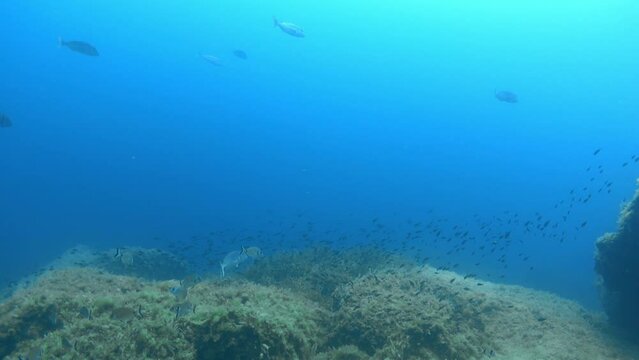Underwater scene - Breams. groupers, dentex fishes - Scuba diving in Majorca