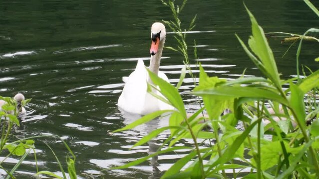 Swan on the nest, mute swan, Cygnus olor,