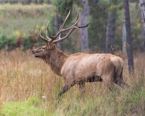 Naklejka na ściany i meble Elk Stock Photo and Image. male close-up profile view in the forest with a blur forest background and displaying antlers and brown fur coat and open mouth in its environment and habitat surrounding.