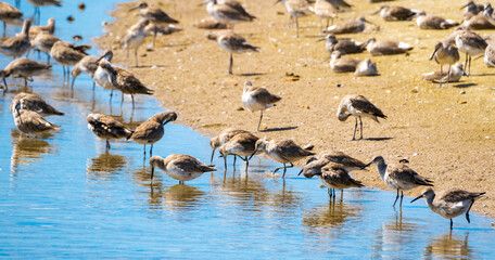 Sanderlings foraging off sandbar on Sanibel Island in Florida.