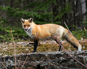 Red Fox Photo Stock. Fox Image.  Close-up profile side view looking at camera with a blur forest background in its environment and habitat.  Picture. Portrait.