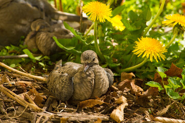 Fototapeta na wymiar Mourning dove fledgling and family resting in garden bed while bird watching