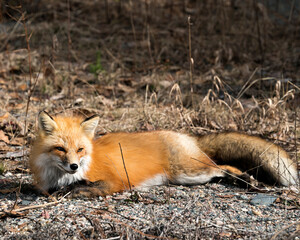 Red Fox Photo Stock. Fox Image. Close-up resting on ground in the spring season with blur background in its environment and habitat.  Picture. Portrait.