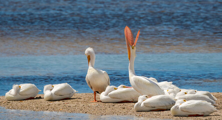 Fototapeta na wymiar White Pelicans on the sand on Sanibel Island Florida.