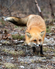 Red Fox Photo Stock. Fox Image. Close-up profile view in the spring season with blur background in its environment and habitat displaying teeth, bushy tail. Picture. Portrait. Photo.