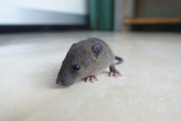 baby mouse on the tile floor