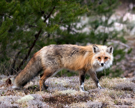 Red Fox Photo Stock. Fox Image.  Close-up profile side view looking at camera with a blur forest background in its environment and habitat.  Picture. Portrait.