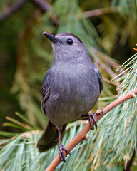Gray catbird Stock Photo and Image. Perched on a tree branch and displaying grey feather plumage, head, eye, beak, tail,  with a forest background in its habitat and environment.