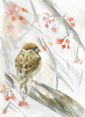 Sparrow on the rowan watercolor painting