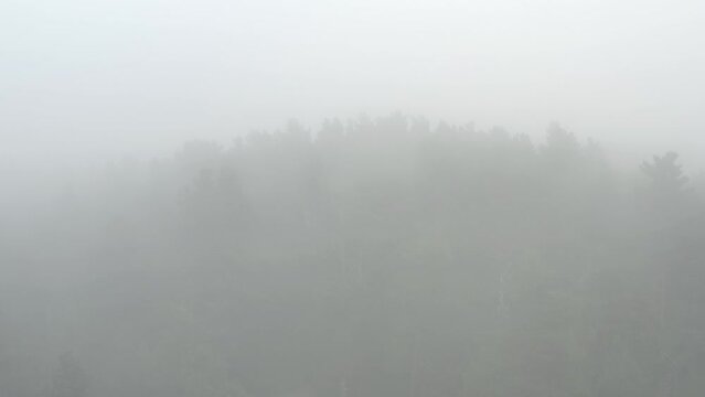 Survol d'une for&ecirc;t sombre sous le brouillard et la brume